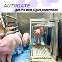 Autogate piglet.webp